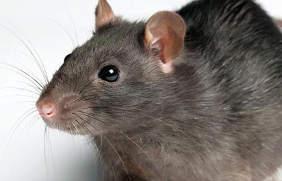 Rats & Rodent Control Ghaziabad